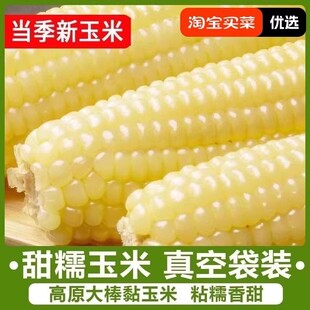 东北白糯玉米正宗粘玉米粗粮玉米新鲜糯玉米大棒真空装头茬新玉米