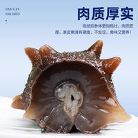 淡干海參11年連刺參遼參500g