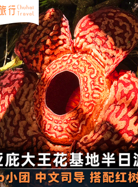 含向导费沙巴亚庇大王花基地保护区一日游kawa红树林weston萤火虫