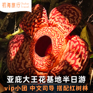 含向导费沙巴亚庇大王花基地保护区一日游kawa红树林weston萤火虫