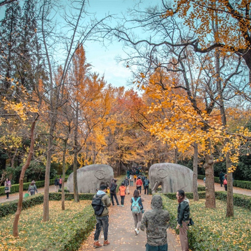 [明孝陵-大门票]钟山风景区明孝陵·成人票