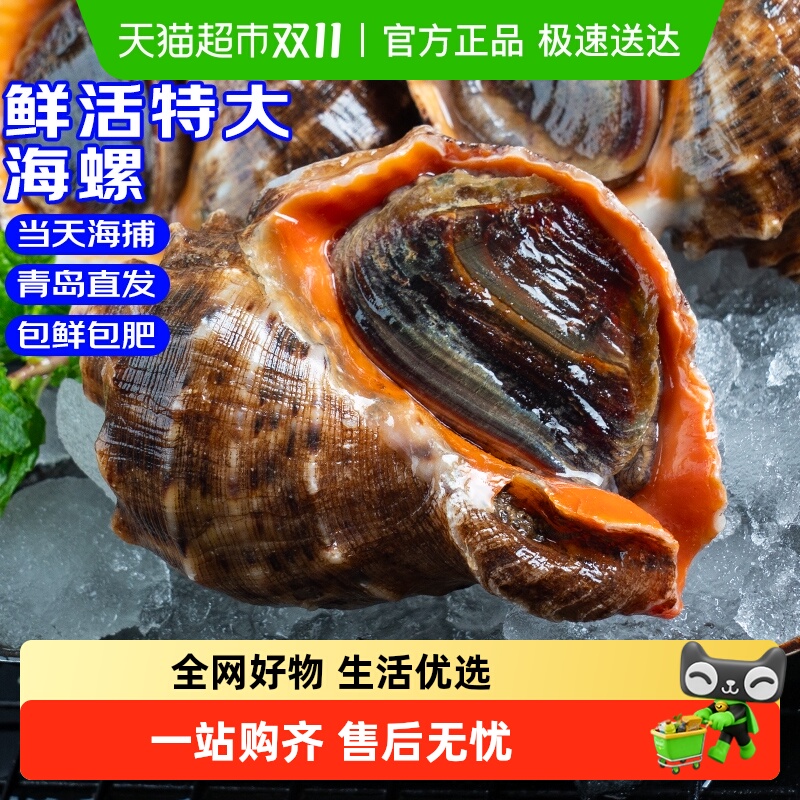 卖鱼郎先生海螺鲜活特大新鲜海捕