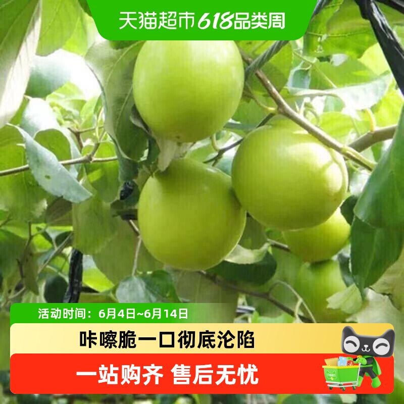 【精选好果】闽南脆蜜枣牛奶枣贵妃枣脆甜多汁新摘采摘