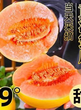 黄河蜜瓜新鲜4.5斤当季孕妇水果现摘黄金香瓜陕西阎良甜瓜