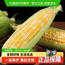 順豐云南新鮮甜金銀水果玉米棒子包谷新鮮蔬 詳情頁補貼折上折