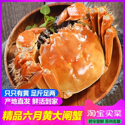 苏州六月黄大闸蟹公母特大鲜活现货螃蟹礼盒阳澄湖镇发