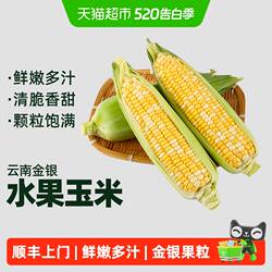 顺丰上门云南新鲜甜金银水果玉米棒子包谷新鲜蔬