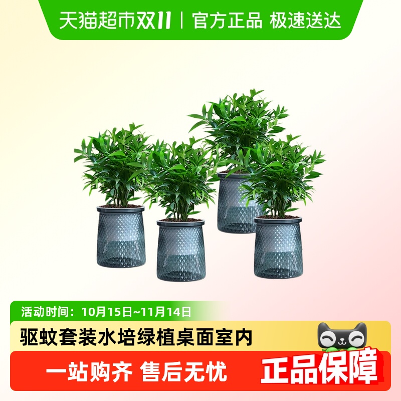 星落园水培驱蚊竹柏植物套装
