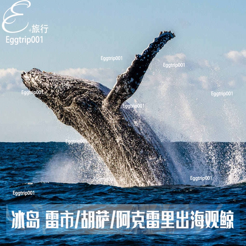 冰岛旅游 花少同款雷克雅未克阿克雷里胡萨 观鲸游船RIB快艇观鲸