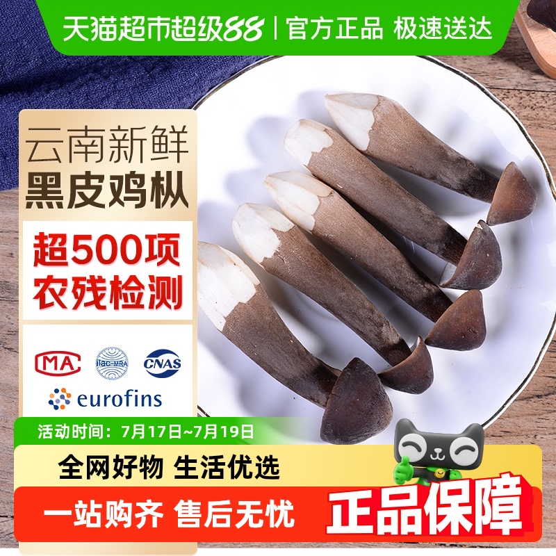 新鲜黑皮鸡枞鸡枞