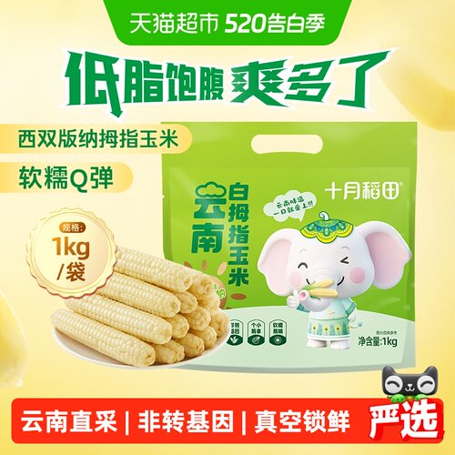 十月稻田西双版纳香糯玉米低脂