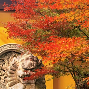 杭苏+扬州 4日私家团|乌镇|瘦西湖|西湖|拙政园|狮子林|4钻酒店