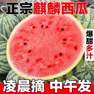 正宗麒麟西瓜當(dāng)季 新鮮水果8424美都西瓜現(xiàn)摘薄皮手撕西瓜整箱西瓜