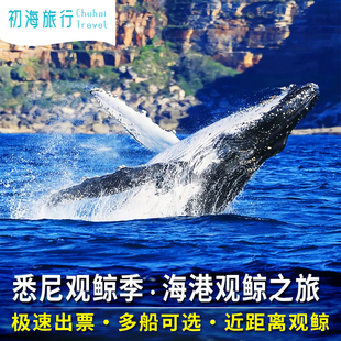 【极速确认】澳洲旅游悉尼观鲸鱼快艇游船环形码头小黑小灰船gww