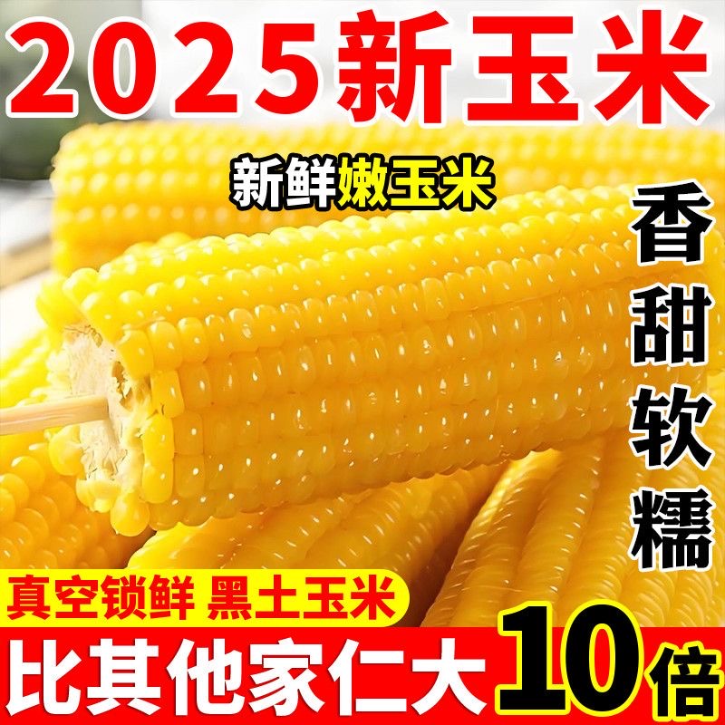 2025年新东北黄糯玉米10根真空包装新鲜现摘香粘粘苞米非即食粗粮