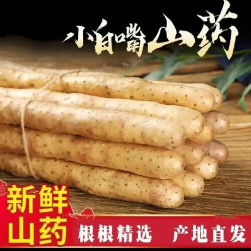 正宗铁棍山药小白嘴山药粉糯3斤/5斤淮山药非转基因当季蔬菜