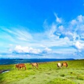 三宝侗寨4天纯玩团 茅台镇 全程豪住5钻 龙里油画大草原 贵州村超