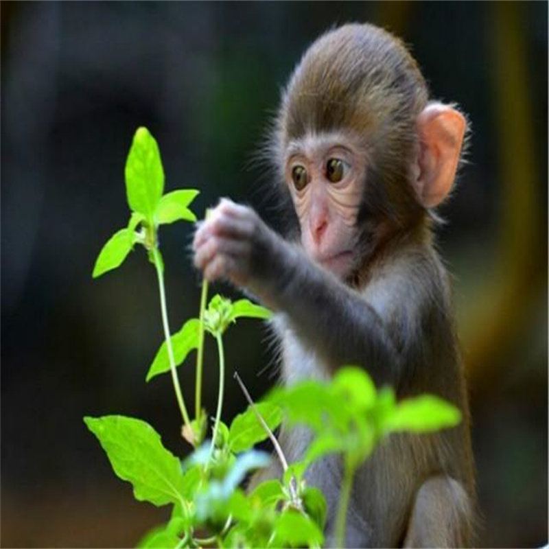 [南湾猴岛生态旅游区-猴岛门票 猴食1份]南湾猴岛趣味游a成人套餐