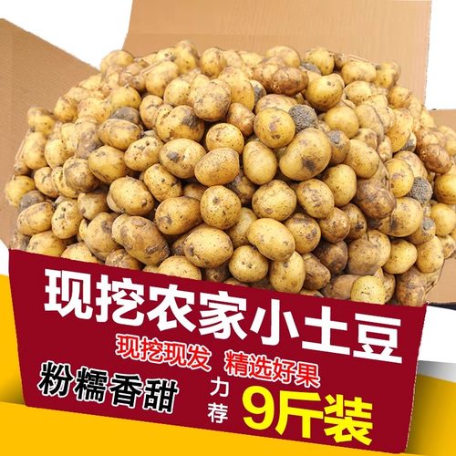 正宗恩施富硒黄心小土豆新鲜迷你高山现挖马尔科小个土豆马铃薯