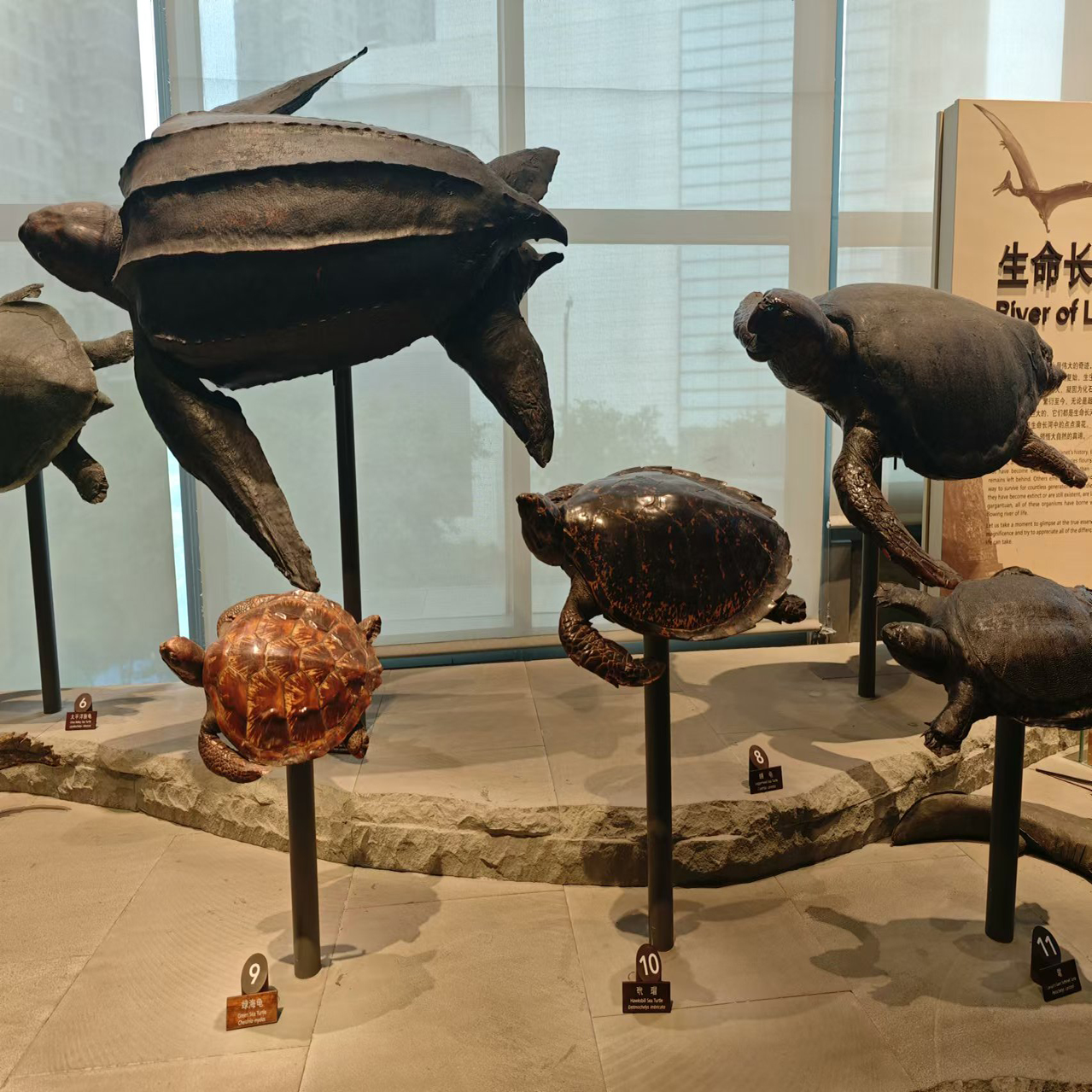 上海自然博物馆半日讲解课程【2小时博物馆教育课程】成人免报名