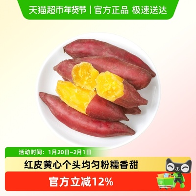 薯小萌天目山小香薯现挖