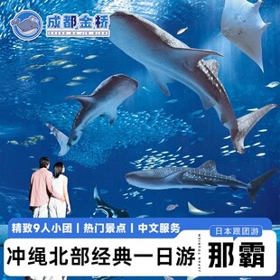9人小团日本冲绳北部一日游美丽海水族馆万座毛古宇利岛美国村
