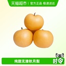 山东烟台莱阳秋月梨冰糖蜜梨细腻化汁 王掌柜 林依轮直播间