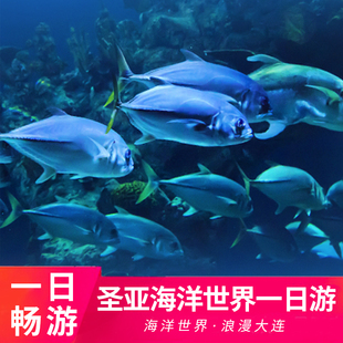 大连+圣亚海洋世界一日游+棒棰岛+威尼斯水城+帆船喂海鸥+滨海路