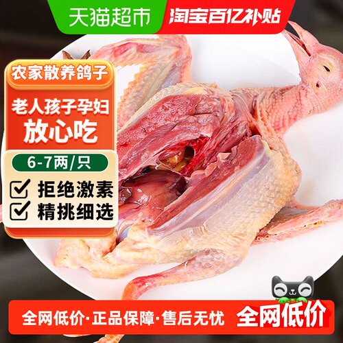 卖鱼郎先生乳鸽农家散养纯粮喂养