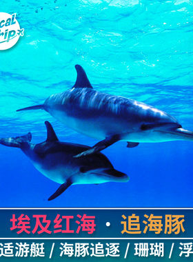埃及红海潜水体验