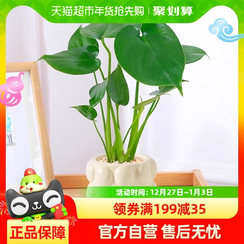 �걳��칫��С�������澻������ˮ��С��ֲ�����ڿ����ڼ�������