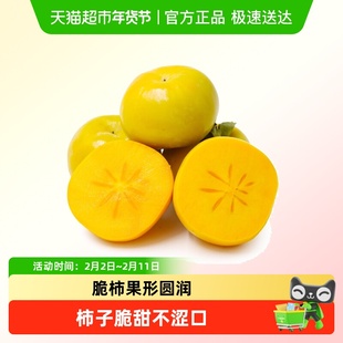 广西恭城脆柿软硬两吃巧克力柿子脆甜现摘柿子