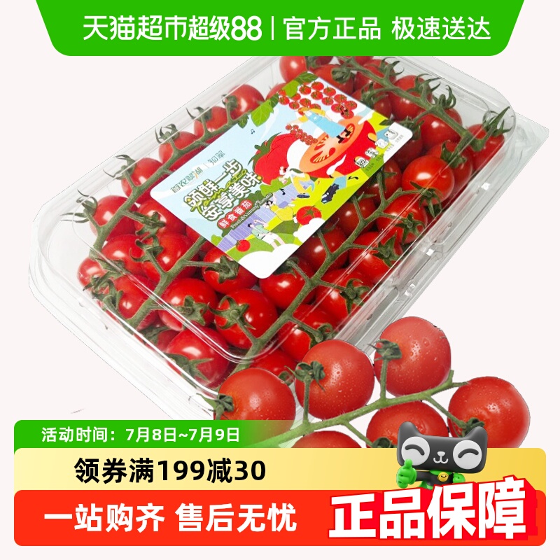 知翠樱桃小番茄应季水果西红柿