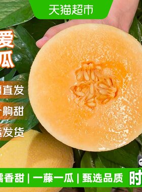 京运达正宗新疆至爱蜜瓜