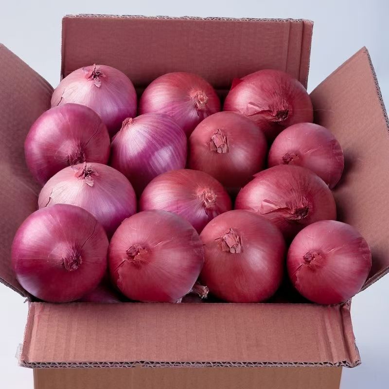 产地直供,洋葱品质层层把关