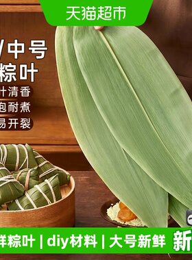 展艺粽子叶尺寸大韧性好易弯曲