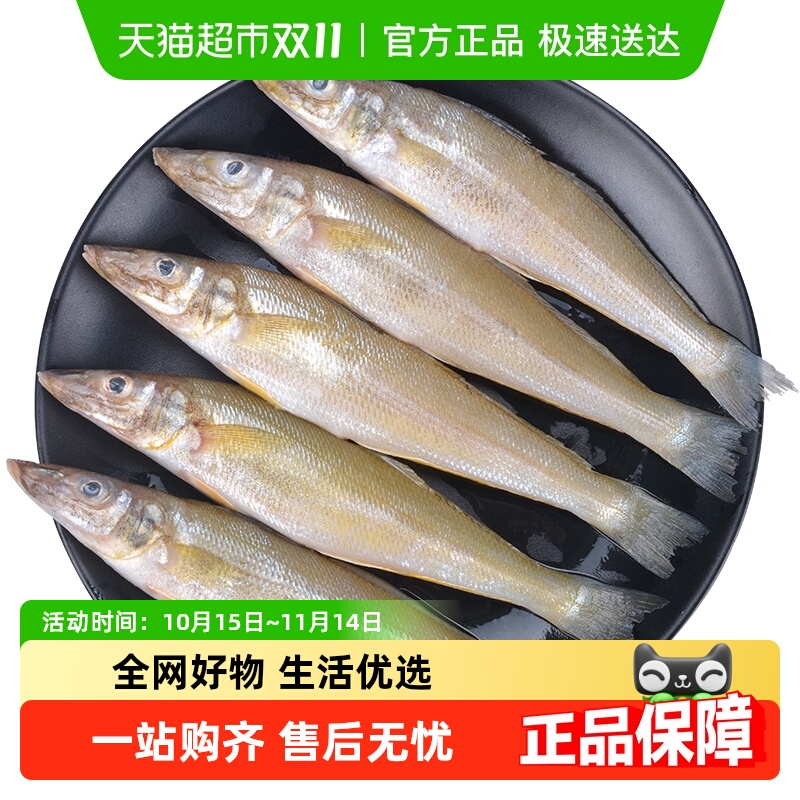 渔游记大号新鲜尖梭鱼沙丁鱼