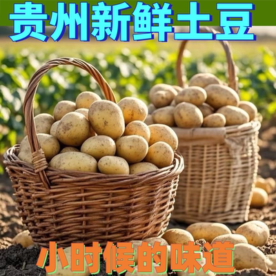 黄心土豆新鲜洋芋马铃薯优质土豆现摘美味蔬菜黄皮应季蔬菜