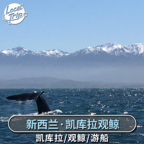 [凯库拉观鲸-观鲸门票][凯库拉观鲸-大门票][凯库拉观鲸-凯库拉观鲸]新西兰凯库拉观鲸