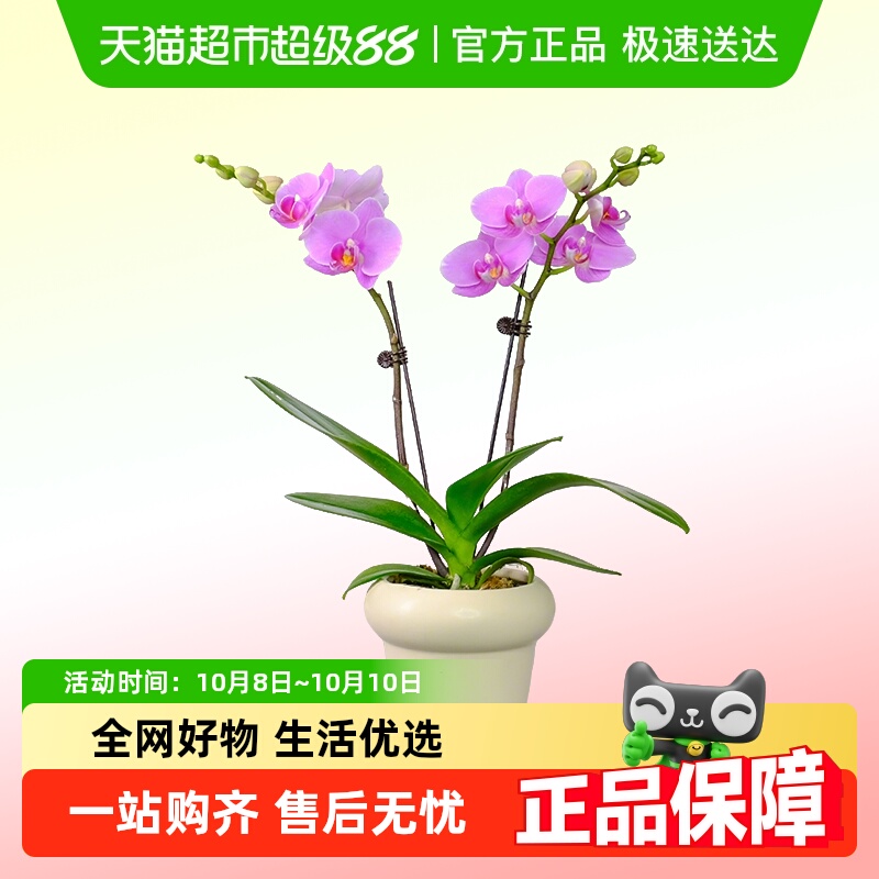 蝴蝶兰盆栽带花苞大苗鲜花卉客厅双剑轻奢高级感四季开花开业乔迁