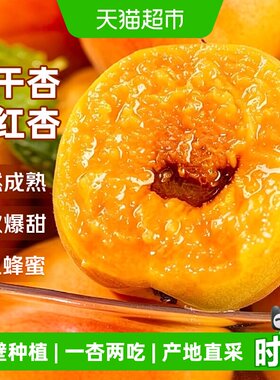 京运达正宗新疆小红杏