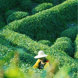 杭州梅家坞村半日游【打泉水体验|含龙井茶采茶+炒茶+品茶】