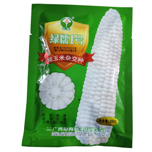 绿糯1号白糯玉米种皮薄无渣籽粒饱满优质大棒甜糯杂交玉米种