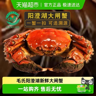 毛氏阳澄螃蟹鲜活母大闸蟹