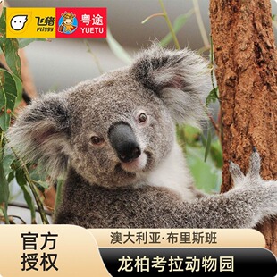 [龙柏考拉动物园-大门票]澳大利亚布里斯班龙柏考拉动物园门票