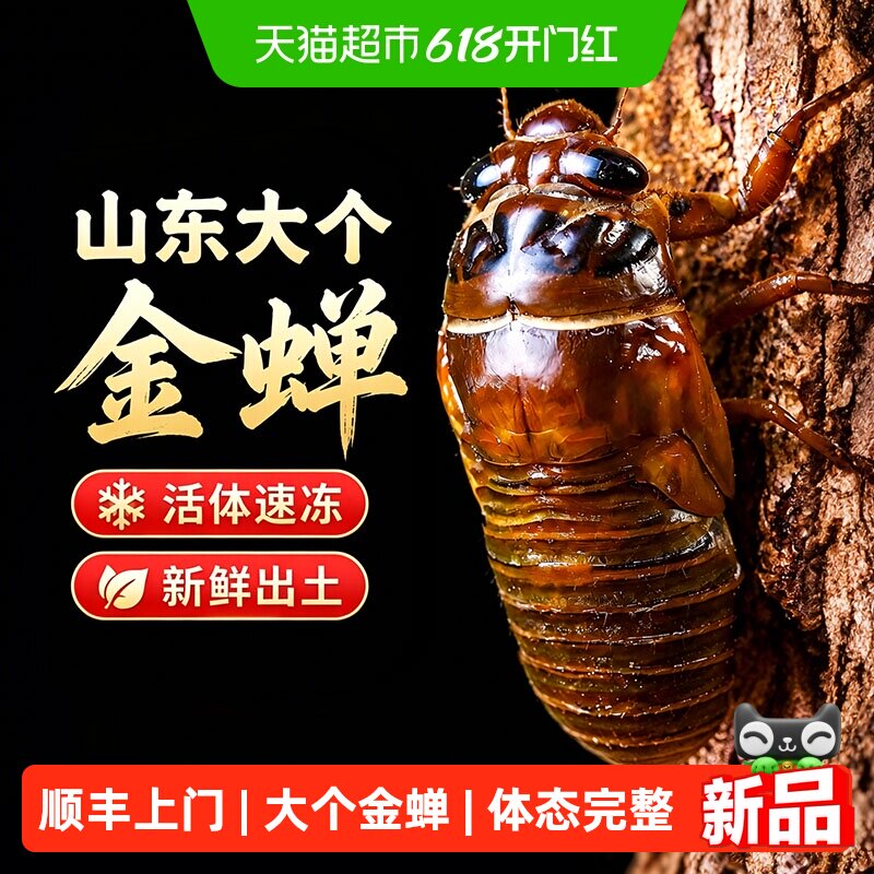 顺丰上门知了猴金蝉新鲜活虫鲜活冷冻大爬叉猴结了龟非蚕蝉蛹生鲜