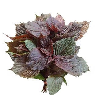 华煜营养紫苏种子 紫苏种子家庭蔬菜种子阳台盆栽 四季播蔬菜种子