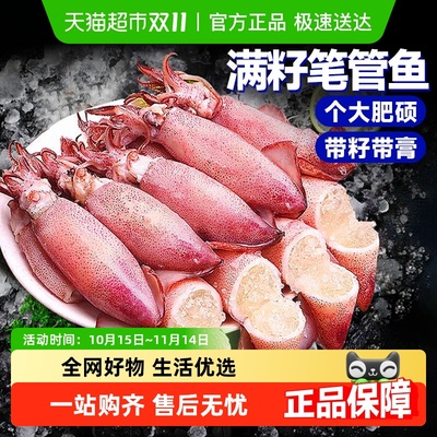 云储生活海兔子满籽新鲜笔管鱼