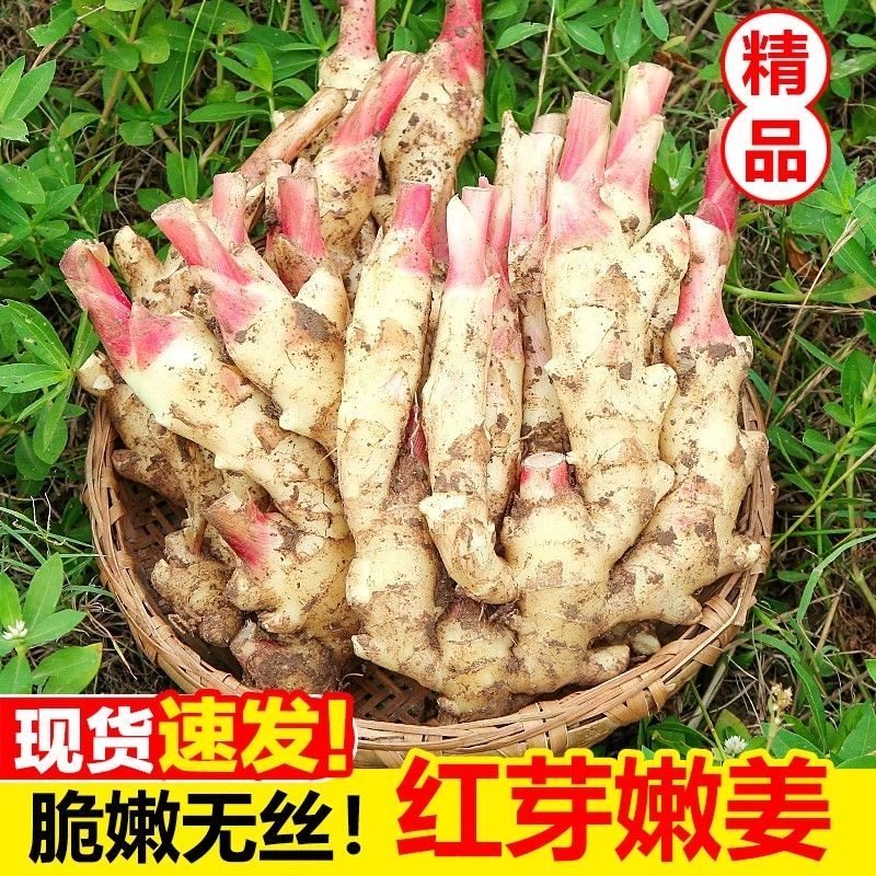 云南大理现挖辛辣红芽嫩姜仔姜山东生姜鲜姜新鲜姜芽做泡糖醋姜