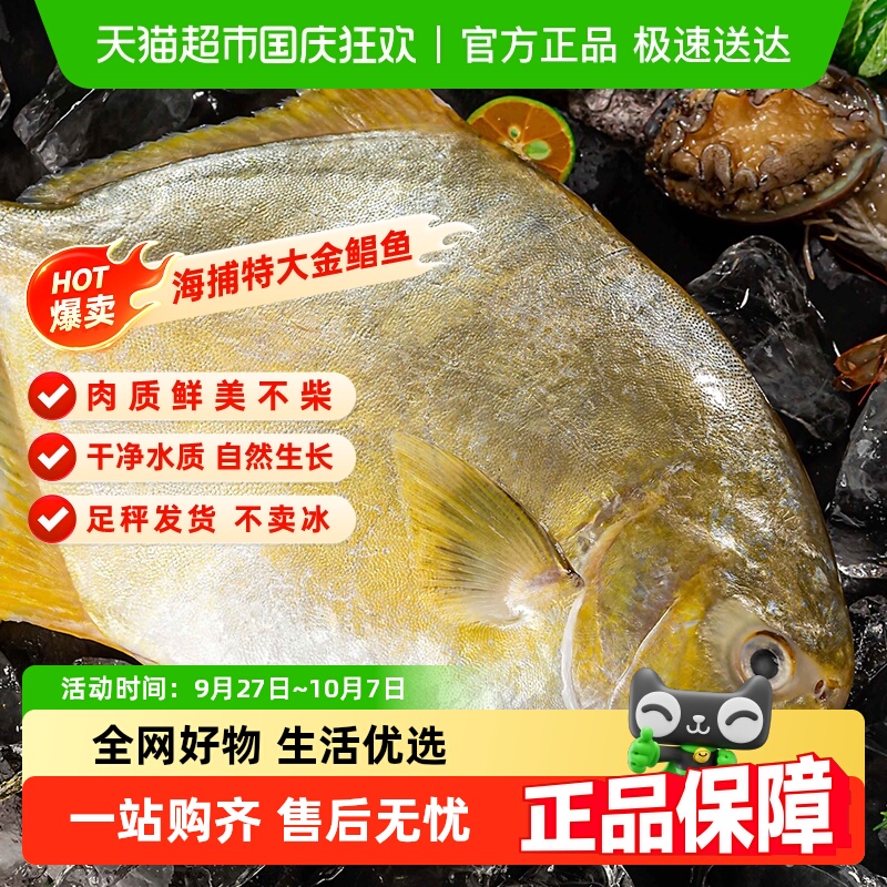 渔游记金鲳鱼